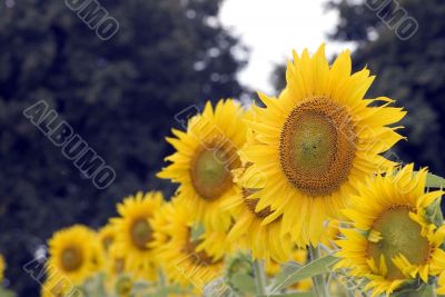 Field of sunflowers