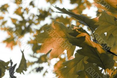 Fresh yellow leaves on the brunch