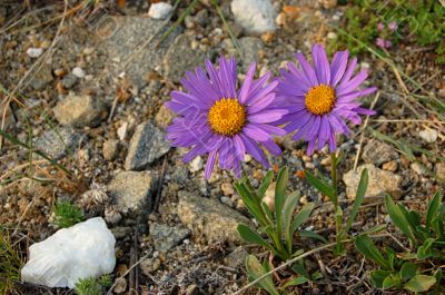 Flower background