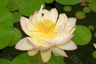 Lotus flower