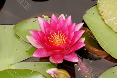 Purple water lily