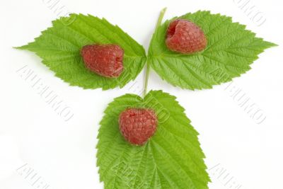 Bunch of a red raspberry on a white background