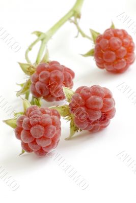 Beautiful pipe raspberry macro