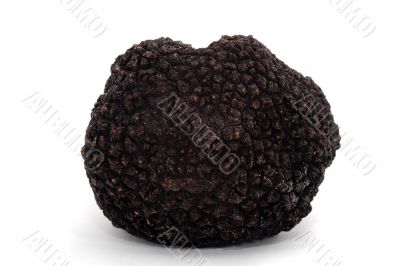 black truffle