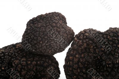 black truffle