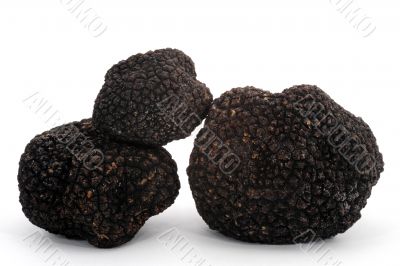 black truffle