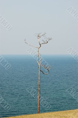 Tiny tree with lake in the background