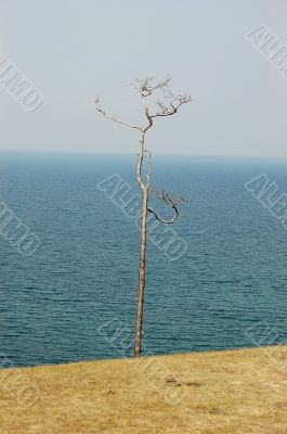 Tiny tree with lake in the background