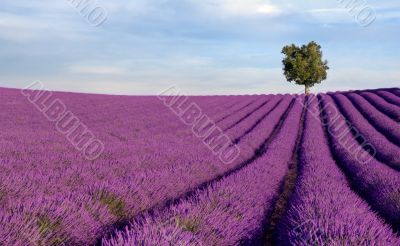 Rich lavender field with a lone tree