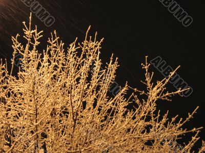 frosted tree at night