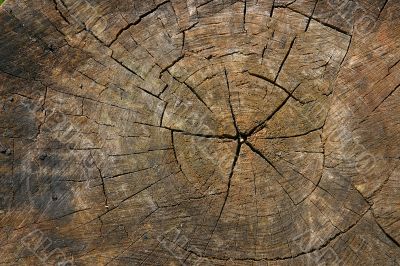 Wood Stump With Five-Pointed Star Of Cracks