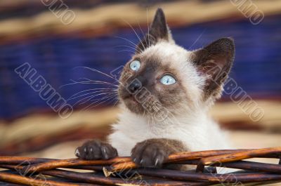 Precious little cat in a basket