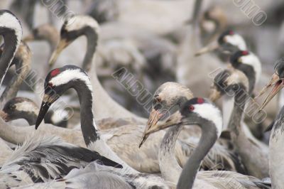 Migrate of birds