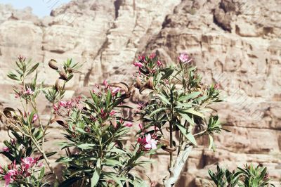 Petra ruins and mountains in Jordan