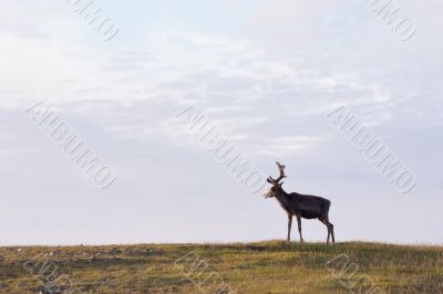 deer deer