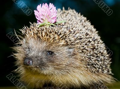 hedgehog with flower