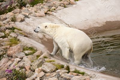 polar bear polar bear