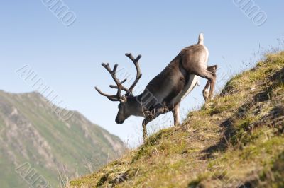 deer deer