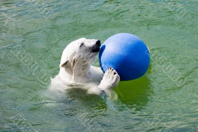 polar bear with ball polar bear with ball