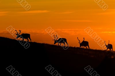 sunset deers sunset deers