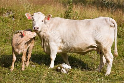 cow with calf