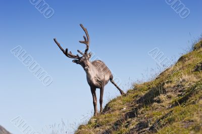 northern deer