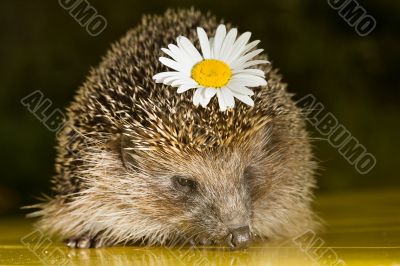 hedgehog with flower