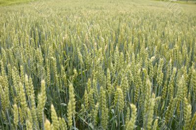 field of wheat field of wheat