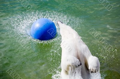 jumping polar bear jumping polar bear