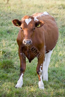 cow cow