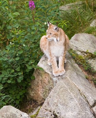 lynx lynx
