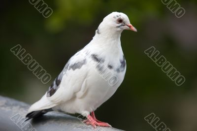 Portrait of a white pigeon