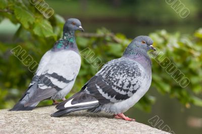 two pigeons