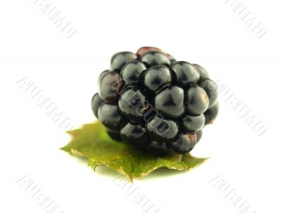 blackberry very close blackberry very close