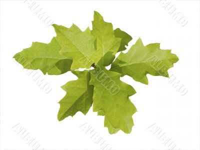 Oak Leaves