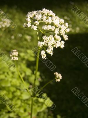 Blooming Valerian