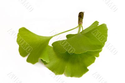 Three Ginkgo Leaves