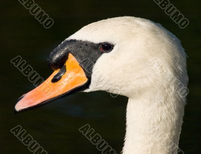The head of the swan