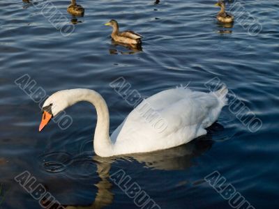 Swan on the lake