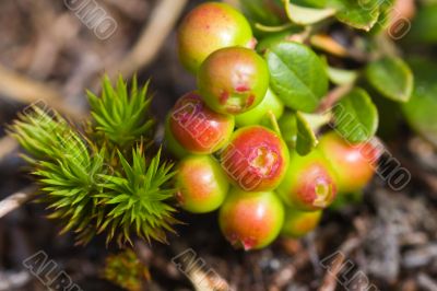 Cowberry bush