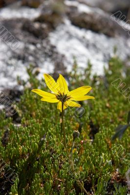 Mountain chamomile