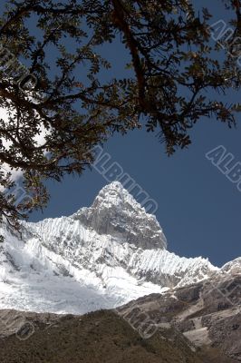 Tree branch and summit