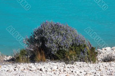 Flowers at a shore