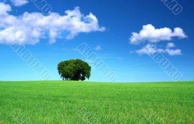 grass field and a bunch of trees grass field and a bunch of trees