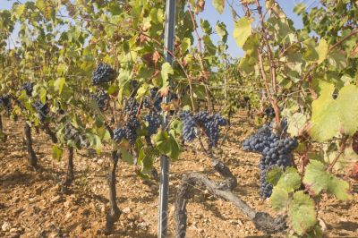 vineyard vineyard