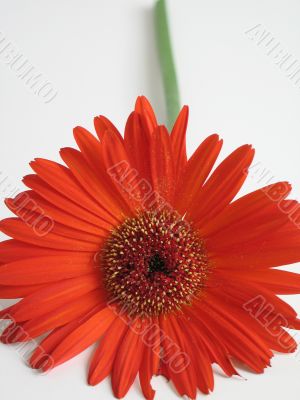 red flower with green stem