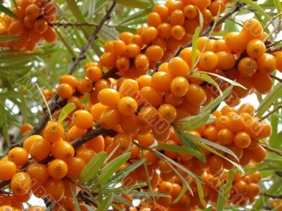 sea buckthorn berries