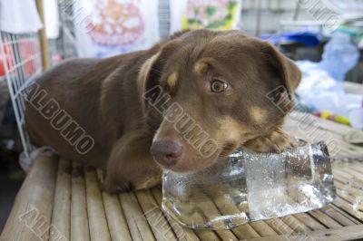 Dog on block of ice