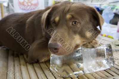 Dog on block of ice