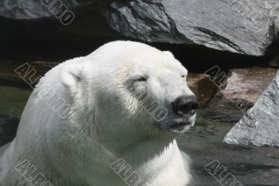 Polar Bear